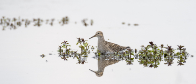 Vorig jaar zag ik mijn eerste gestreepte strandloper. Toen in een andere polder ver van de kant. Dit jaar kreeg ik weer een kans. En zo ver als de gestreepte strandloper van vorig jaar zat, zo dichtbij zat deze. Foeragerend om op krachten te kunnen komen tijdens zijn of haar trektocht als lange afstandsvlieger waarbij duizenden kilometers gevlogen kan worden richting het arctisch gebied in Noord-Amerika of Siberi.
Als een vogel zo dichtbij zit, ben je al gauw geneigd om er een enorme close up te nemen, terwijl je eigenlijk een betere foto kunt nemen met een stukje van het landschap erbij. Hier bewust voor een rechthoekige uistnede gekozen om zo ook het stukje groen links en rechts (met name rechts) in zijn geheel mee te kunnen nemen. De spiegeling in het water maakt de foto voor mij af.