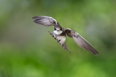 Bird picture: Riparia riparia / Oeverzwaluw / Sand Martin