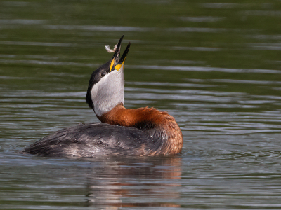 Podiceps grisegena / Roodhalsfuut / Red-necked Grebe