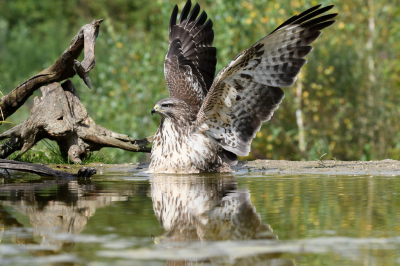 Dit was in hut 1XL van HBN. We werden verrast door deze imposante buizerd welke prachtig in de veren zat.
