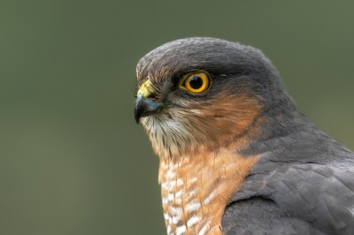 Daar zit je dan met je vaste 400mm lens in een boshut en komt er een paar meter voor je een sperwer zitten. Ik kon er alleen een kopportret van maken. Toch blijft het leuk als je een sperwer van zo dicht bij kan bewonderen. Mij gaat het in ieder geval nooit vervelen.