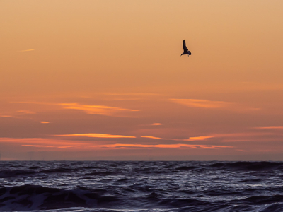 Een workshop die wat uitliep en daardoor konden we van een mooie zonsondergang genieten. En er wilde ook nog wel een vogel in het beeld vliegen.