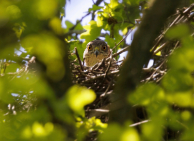 Van een bevriend vogelfotograaf kreeg ik de locatie door waar een sperwer zou broeden. Op de exacte locatie op het voetpad keek ik omhoog: recht in de ogen van de sperwer. Thanks mate!