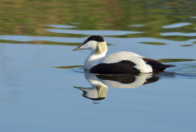 De Eider zwom lekker in het zonnetje en trok zich niets van de fotograaf aan.