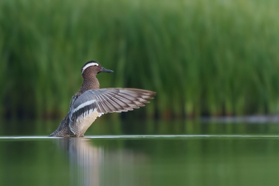 Afgelopen weekend verbracht in de Breebaartpolder - Groningen.

Ik kon mooie soorten vastleggen, waaronder deze prachtige Zomertaling in het vroege ochtendlicht. Meteen een primeur voor me.

Vanaf rijstzak.