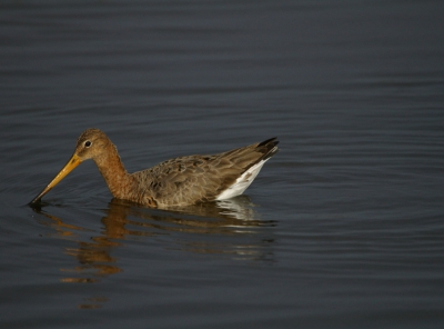 vandaag verwonder over zwemmende grutto's. een aantal waren ontzettend druk met foerageren dat ik de auto ernaast kon zetten voor een uitgebreide serie.
500mm 400isa F6.7 1/3000