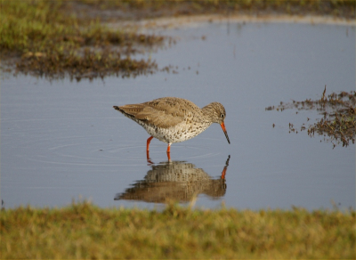 naast de vele grutto's en nog steeds veel smienten ook een tureluur die in de plassen foerageerde.
500mm 400iso F6.7  1/500