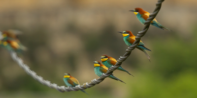 Vakantie in de Luberon. Prachtig gebied met veel bloemen, vlinders n vogels.
Vanaf de fiets zijn die laatste lastig te fotograferen....peipende rem...vogels meestal weg!
Maar hier zagen we een aantal bijeneters op een draad...heel voorzichtig camera op een hek gelegd.....ik hoopte dat ze een beetje bij elkaar zouden gaan zitten.
Dat gebeurde aardig.....op de achtergrond een oud stadje in de Luberon....Lauris.
Mijn dag was trouwens weer helemaal goed!