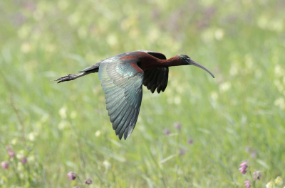 Terwijl de steltkluten al veel aandacht krijgen, komt er ineens een Zwarte ibis aangevlogen. Zat eerst vrij ver weg, om vervolgens naast mij in het water te landen. Het riet zat wel in de weg, maar toen de ibis opvloog kon ik deze foto maken...