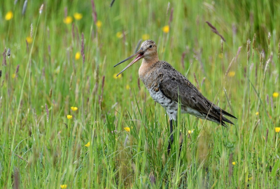 Deze Grutto hield mij goed in de gaten, tussen het gras scharrelde 2 jonge Grutto's.
Er zaten diverse Grutto's vlak langs het fietspad.