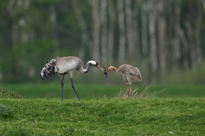 Bird picture: Grus grus / Kraanvogel / Common Crane