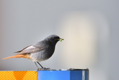 Tijdens een fietstocht het laatste stukje door een industrieterrein zat de Zwarte Roodstaat op een verkeersbord. De Zwarte Roodstaart kwam telkens terug voor de fotograaf.&#128522;&#128522;