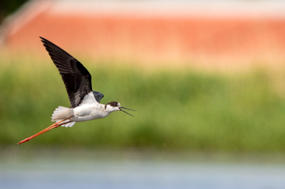 Mevrouw steltkluut was rustig aan het fourageren, totdat ze werd ruw werd opgejaagd door een territoriale meerkoet (ik voel hier een pleonasme). Ik was niet helemaal voorbereid op deze plotselinge bird in flight actie, maar ben toch tevreden met het resultaat.
