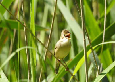 Liep langs een rietkraag en hoorde alleen maar soorten vogels uiteen. Bleef heel lang wachten en dan was het raak de bosrietzanger