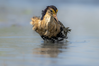 Geen kemphaan in madeliefjes maar vond dit wel een leuke, foeragerend in het plas dras gebied. Deze kemphaan kwam zo nu en dan aardig dichtbij en kon hem hier zonder storend riet ervoor goed vast leggen. Het viel nog niet mee om hem er scherp op te krijgen omdat hij geen seconde stil zat.