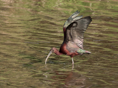 <i class='fa fa-user'></i> Leo Tukker |   Zwarte Ibis  <i class='fa fa-eye'> 60</i>   <i class='fa fa-comment-o'> 1</i>
