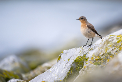 Bird picture: Oenanthe oenanthe / Tapuit / Northern Wheatear