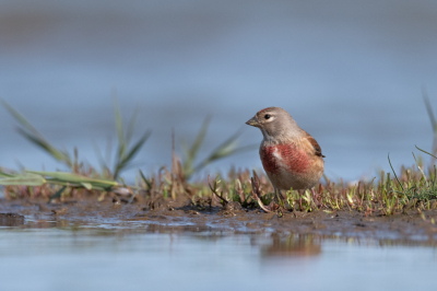 Afgelopen week een bezoek gebracht aan HBN 10 bij Termunten. Uiteraard voor de watervogels. Tot plotsklaps deze Kneu even water kwam drinken. Heerlijk op kleur.