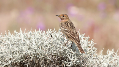 Bird picture: Anthus cervinus / Roodkeelpieper / Red-throated Pipit