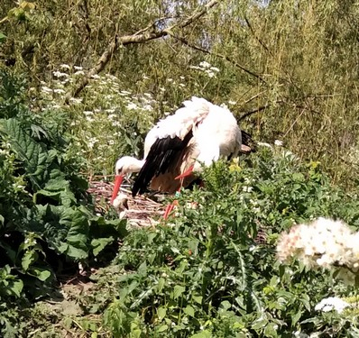 Gemaakt in het vogelpark met een digitale camera bij bewolkt weer. Het was een mooie dag