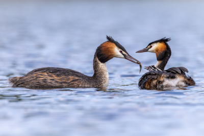 Heel het jaar al op zoek naar futen met jongen, onderweg voor mijn werk zal ik deze in een water zwemmen en dicht langs de kant visjes vangen. 
Het was nog even spannend aangezien er ook een koppel meerkoeten met jongen in hetzelfde stukje water aanwezig waren. Gelukkig kende de futen een mooi poseermomentje.