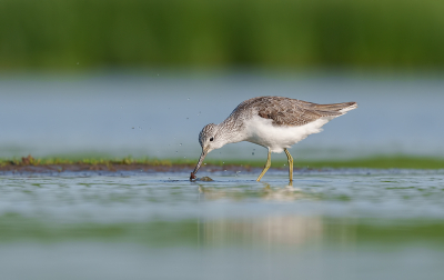 De Groenpootruiter had wat te pakken, wat exact weet ik niet. Het gaat alles zo snel.

Pas 2e keer dat ik deze mooie vogel voor de lens kreeg.