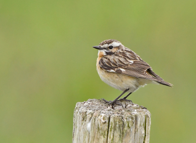 Bird picture: Saxicola rubetra / Paapje / Whinchat