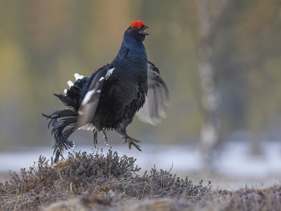 Het observeren baltsende korhoenders is toch wel een hele ervaring, ze bolderen, er zijn hevige gevechten en dan die sprongetjes bij die helse roep.