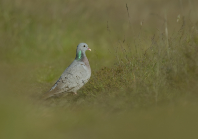 Bird picture: Columba oenas / Holenduif / Stock Dove