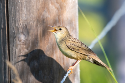 Bird picture: Locustella naevia / Sprinkhaanzanger / Common Grasshopper Warbler