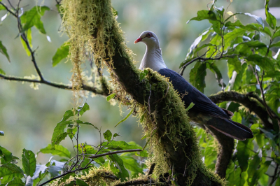Bird picture: Columba leucomela / Witkopduif / White-headed Pigeon