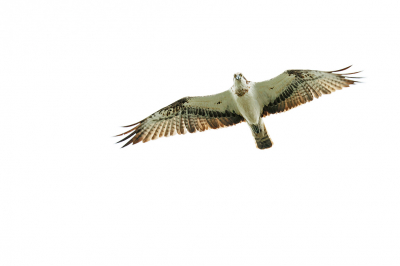 <i class='fa fa-user'></i> Erik van Ark |   Visarend  <i class='fa fa-eye'> 65</i>   <i class='fa fa-comment-o'> 1</i>