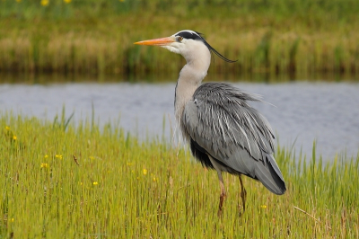 Hij liep deze keer op de grasland op zoek naar een prooi. En poseert voor me echt goed.