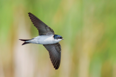 Bird picture: Delichon urbicum / Huiszwaluw / Common House Martin
