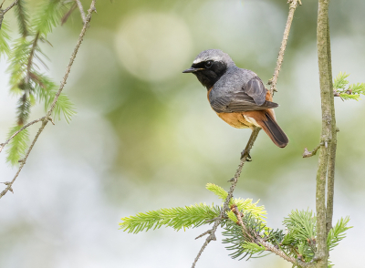 Bird picture: Phoenicurus phoenicurus / Gekraagde Roodstaart / Common Redstart