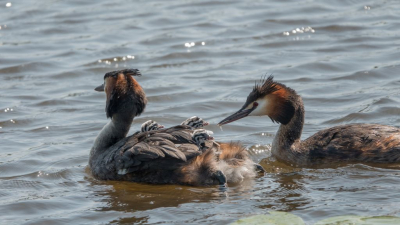 Bij het gemaal in de polder is een geliefd plekje voor de Fuut, ik heb ze daar vaker  gefotografeerd maar dit keer was de vader wel erg liefdevol naar zijn gezin. Eerst liet hij het piepkleine visje aan de moeder zien en als deze haar goedkeuring gaf kregen de jongen het.