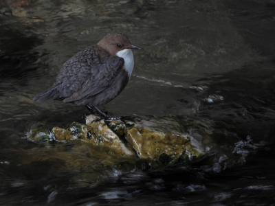 Bird picture: Cinclus cinclus / Waterspreeuw / White-throated Dipper