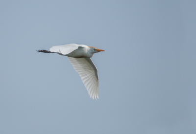 <i class='fa fa-user'></i> Truus Aletta Maan |   Koereiger  <i class='fa fa-eye'> 66</i>   <i class='fa fa-comment-o'> 1</i>