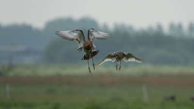 In de polder van Arhemheen is altijd iets te beleven op deze voorjaarsdag werd er druk om het territorium gestreden in dit geval de Grutto en de Tureluur die het oneens waren en in de lucht hun vete uitvochten.