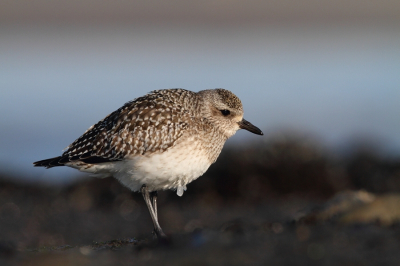 Dat was het echte koude winter 2012 en dan alle vogels hadden moelijk .