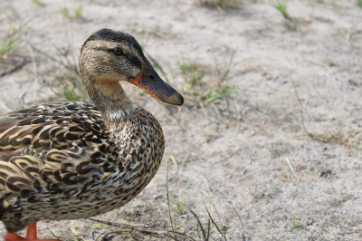 Ik zag deze wilde eend in het water en heb hem achtervolgd, na een tijd zat hij stil en heb ik hem kunnen fotograferen.