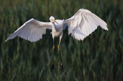 <i class='fa fa-user'></i> groenvogel57 |   Grote Zilverreiger  <i class='fa fa-eye'> 83</i>   <i class='fa fa-comment-o'> 0</i>