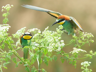 Bird picture: Merops apiaster / Bijeneter / European Bee-eater