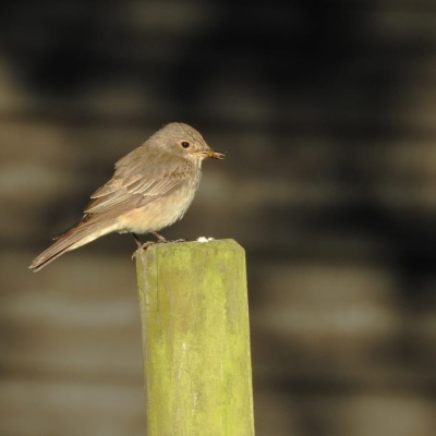 <i class='fa fa-user'></i>&nbsp;Kris&nbsp;|   Grauwe Vliegenvanger&nbsp; <i class='fa fa-eye'>&nbsp;147</i> &nbsp;<i class='fa fa-thumbs-up'>&nbsp;2</i> &nbsp; <i class='fa fa-comment-o'>&nbsp;3</i>