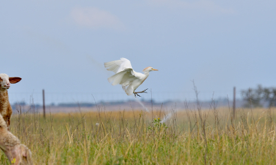 <i class='fa fa-user'></i>&nbsp;josephine&nbsp;|   Koereiger&nbsp; <i class='fa fa-eye'>&nbsp;168</i> &nbsp;<i class='fa fa-thumbs-up'>&nbsp;3</i> &nbsp; <i class='fa fa-comment-o'>&nbsp;9</i>