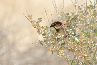 <i class='fa fa-user'></i>&nbsp;josephine&nbsp;|   Huismus&nbsp; <i class='fa fa-eye'>&nbsp;124</i> &nbsp;<i class='fa fa-thumbs-up'>&nbsp;4</i> &nbsp; <i class='fa fa-comment-o'>&nbsp;6</i>