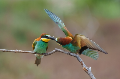 <i class='fa fa-user'></i>&nbsp;pabos&nbsp;|   Bijeneter&nbsp; <i class='fa fa-eye'>&nbsp;193</i> &nbsp;<i class='fa fa-thumbs-up'>&nbsp;1</i> &nbsp; <i class='fa fa-comment-o'>&nbsp;3</i>