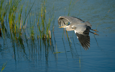 <i class='fa fa-user'></i>&nbsp;Ties Niehof&nbsp;|   Blauwe Reiger&nbsp; <i class='fa fa-eye'>&nbsp;115</i> &nbsp; <i class='fa fa-comment-o'>&nbsp;3</i>