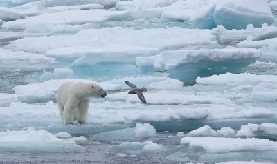 <i class='fa fa-user'></i>&nbsp;ko katsman&nbsp;|   Noordse Stormvogel&nbsp; <i class='fa fa-eye'>&nbsp;233</i> &nbsp;<i class='fa fa-thumbs-up'>&nbsp;7</i> &nbsp; <i class='fa fa-comment-o'>&nbsp;4</i>