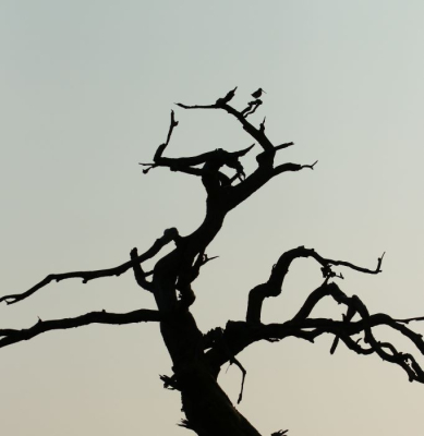 <i class='fa fa-user'></i>&nbsp;Petsel&nbsp;|   Houtsnip&nbsp; <i class='fa fa-eye'>&nbsp;193</i> &nbsp;<i class='fa fa-thumbs-up'>&nbsp;6</i> &nbsp; <i class='fa fa-comment-o'>&nbsp;5</i>